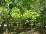 Camping Peyrengues