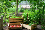 La serre et les produits du potager