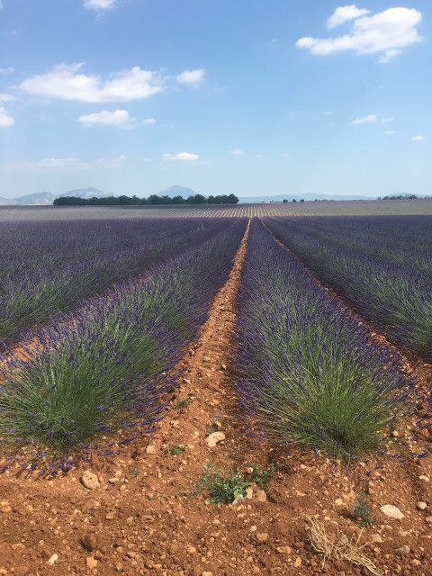 Plateau de Valensole - © Olivier Delorme Plateau de Valensole