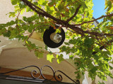SOUS LA VIGNE